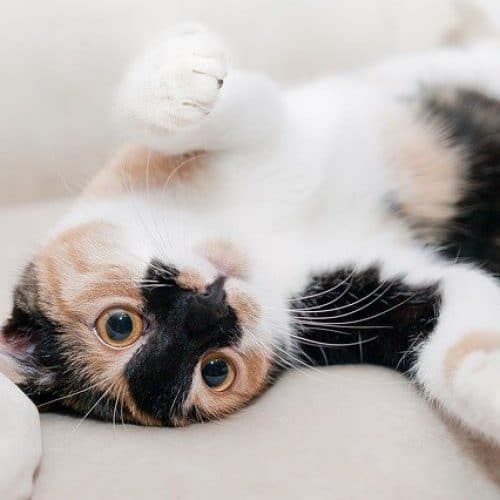 garde chat garde chat