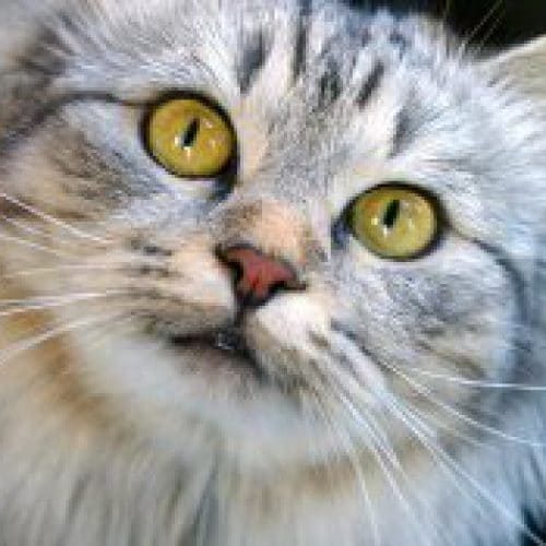 garde chat garde chat