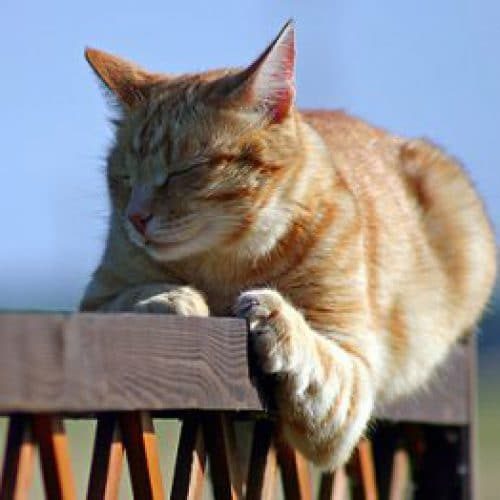 garde chat garde chat